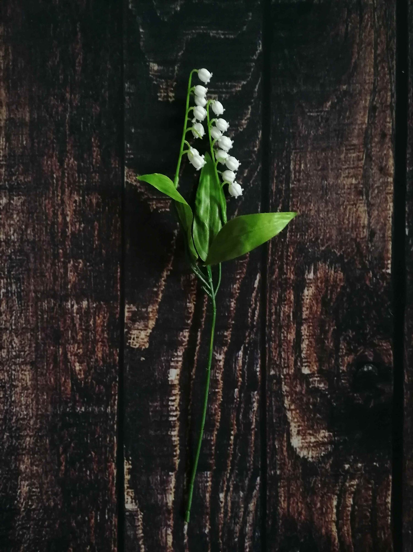 Schneeglöckchen Maiglöckchen Maiglocken