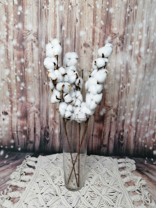 Baumwolle am Stiel Stengel